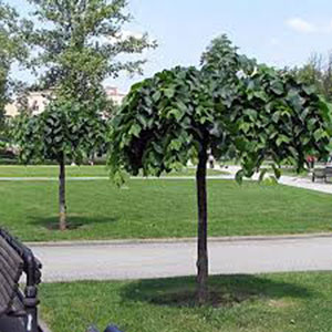 – Žalosni jasen – Fraxinus pendula – OGLASI APATIN