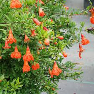 – Ukrasni nar – Punica granatum – OGLASI APATIN