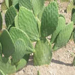 Opuncija kaktus – Rasadnik Cvjetićanin – OGLASI APATIN