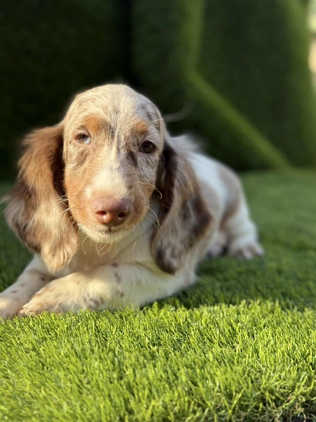 Dugodlaki jazavičar