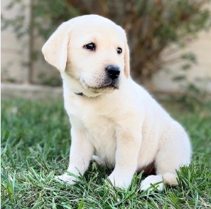 Zlatni retriver i Labrador