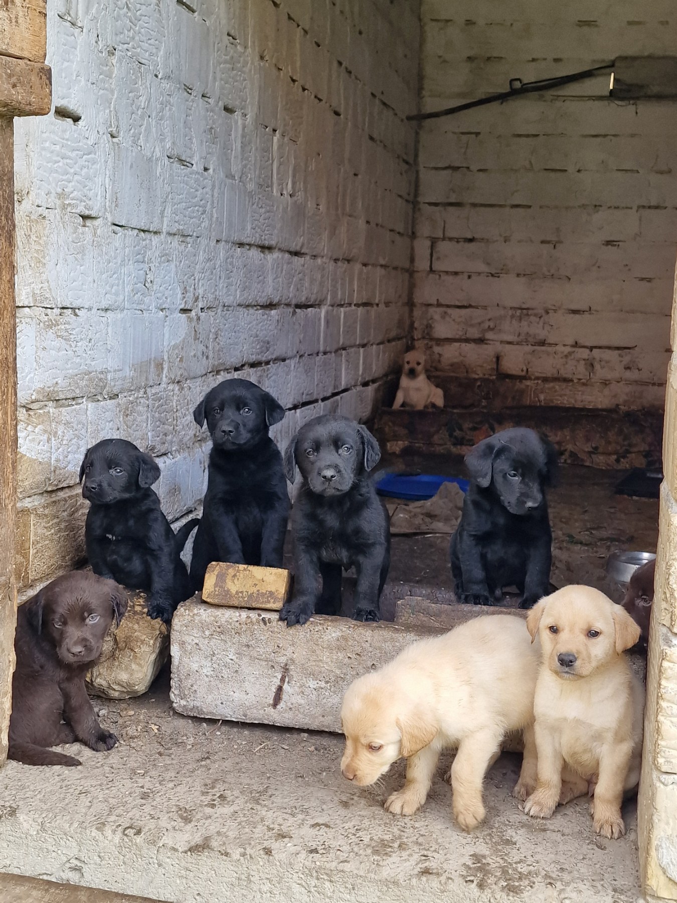 Štenci labradora