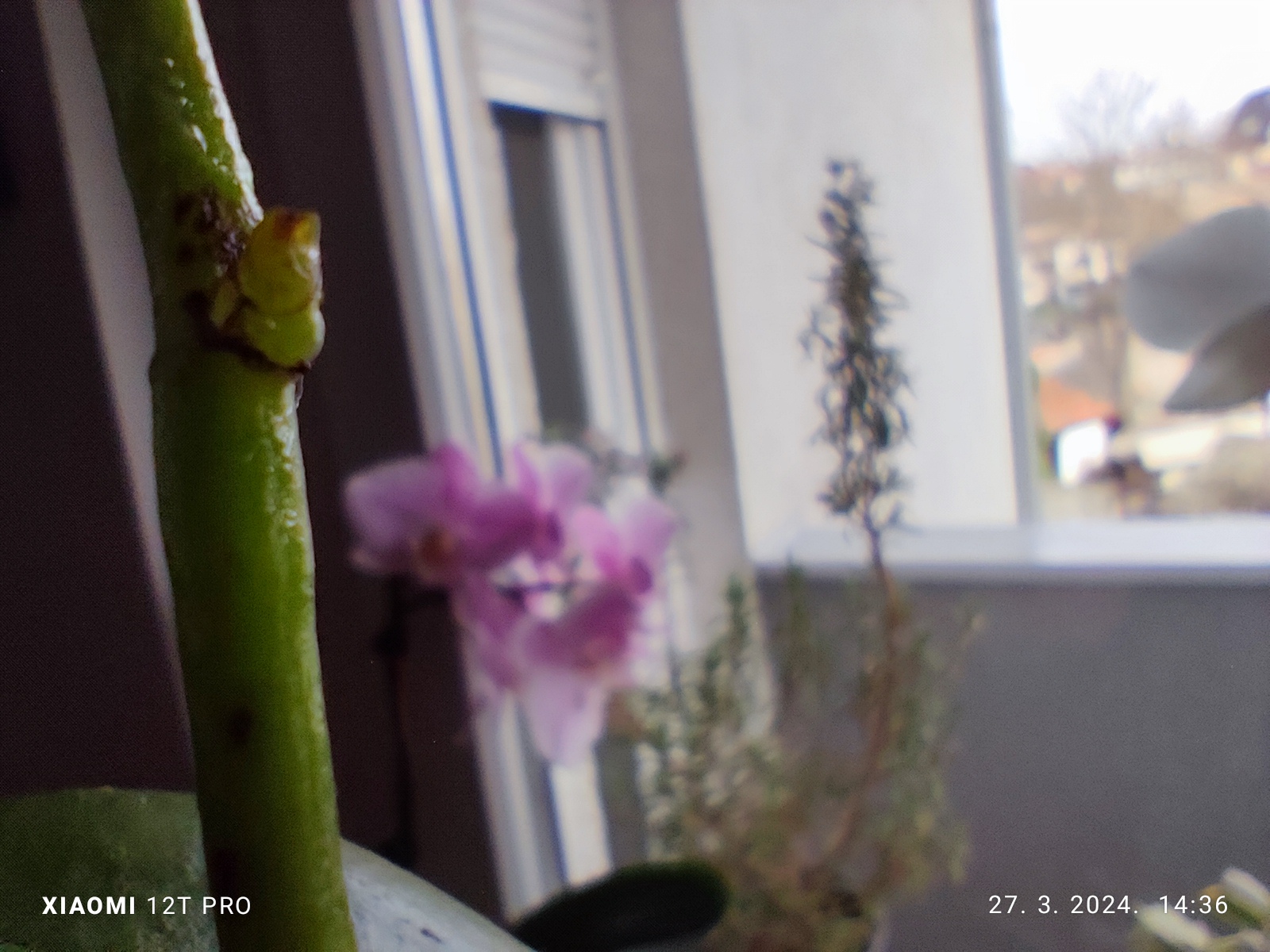 Keiki pasta za orhideje