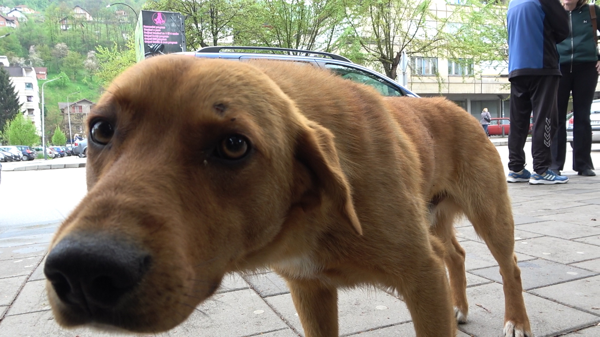 Problemi Pribojaca sa psima lutalicama – OGLASI PRIBOJ