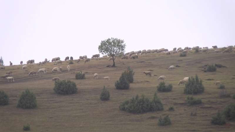 Sve se bijeli od ovaca i jaganjaca – OGLASI SJENICA