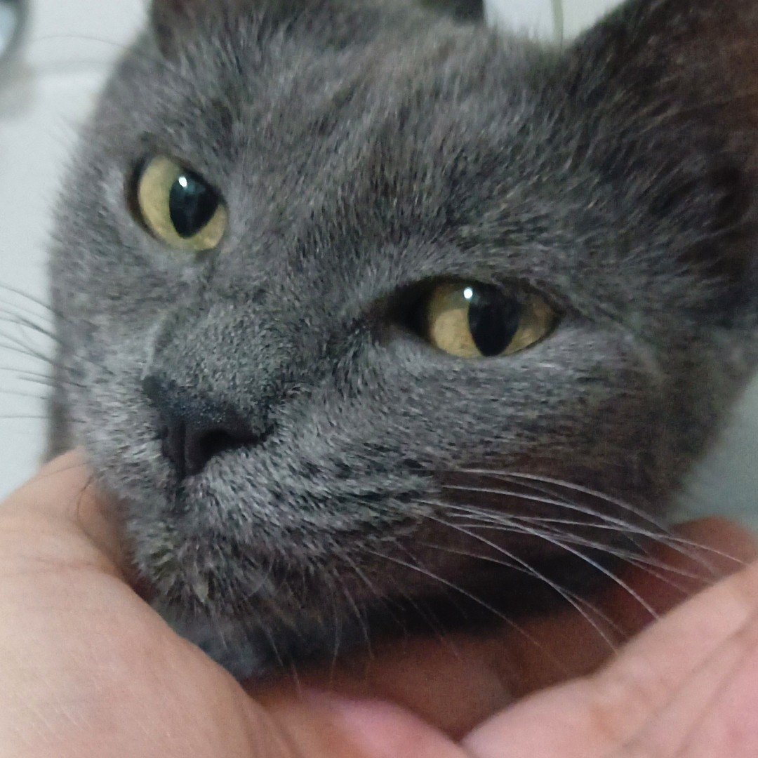 SIVA MACA TRAŽI DOM