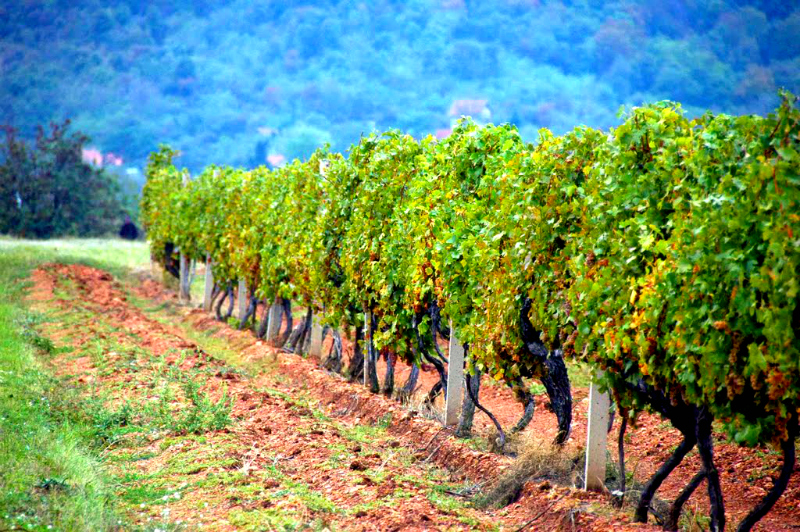 Vršački vinogradi: Probajte srpsko vino koje su pili Rimljani! – OGLASI VRŠAC