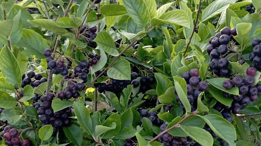 Porodica Marčeta bavi se uzgojom aronije: Biljka koja malo traži a puno daje – Ekonomija – OGLASI ŽITIŠTE
