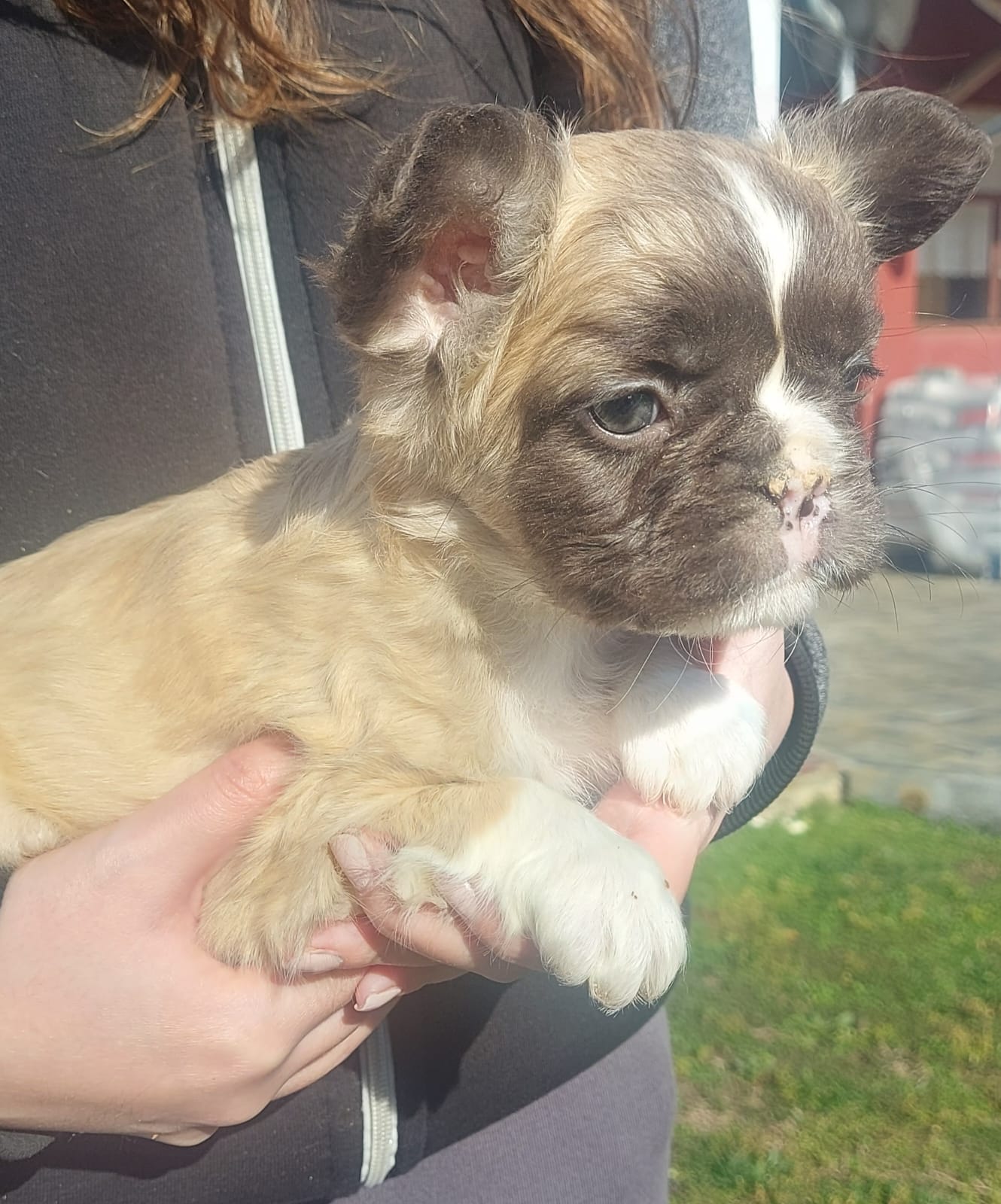 Francuski buldog štenci dugodlaki